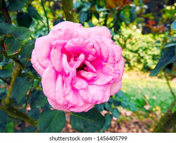 Pink Rose At The Royal Winter Residence Of The Thai Royal Family