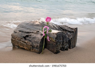 Pink Rose With Ruffled Gingham Ribbon Leaning On Wet Driftwood In Beach Sand