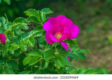 Pink rose rugosa.Blooming Rosa rugosa. Japanese rose. Summer flowers.Green leaves and pink flowers. - Powered by Shutterstock