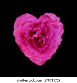 Pink rose in the shape of heart isolated on a black background