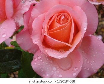 Pink Rose With Silver  Raindrops