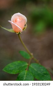 Pink Rose and Stem Garden