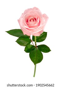 Pink Rose With Stem And Leaves