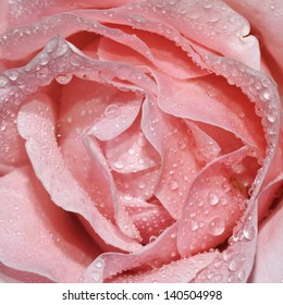 Pink Rose With Water Droplets