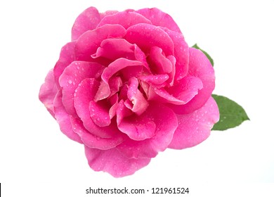 Pink Rose With Water Droplets On White