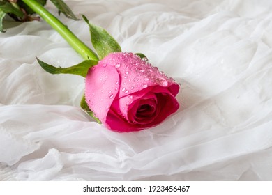 Pink rose with water droplets - white background