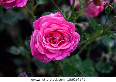 Pink rose with waterdrops