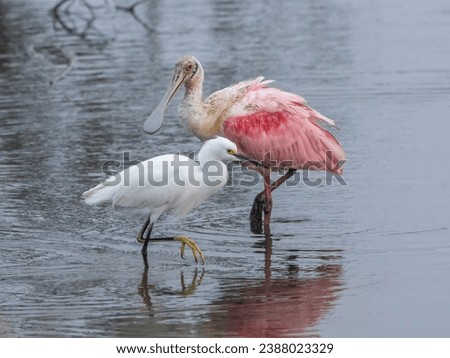 pink roseate spoonbill and white snowy egret wading in a pool of water
