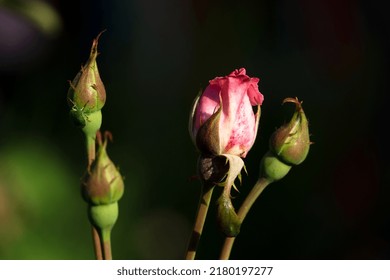 Pink rosebud is just showing its colors while on the left a green shield bug sucks the juices from a green rosebud