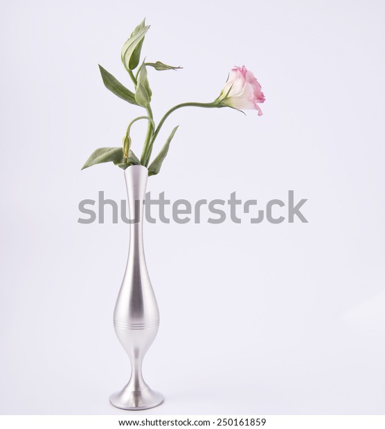 Pink Rosebud Refined Vase Closeup Studio Stock Photo Edit Now