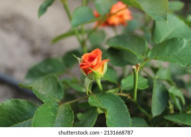 Pink Rosebuds Close-up. Blossoming Rose Flower Buds In Spring Revival New Life.