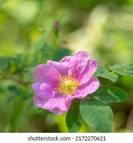 Pink Rosehip Flower Close Up. Wild Rose.