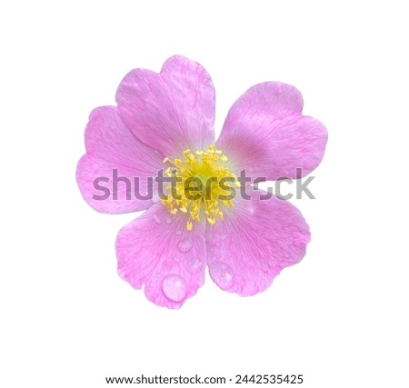 Pink Rosehip flower with waterdrops isolated on white background close up. Natural Object with clipping mask.