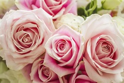 Pink roses background featuring rose, love, and pattern, a Nature Photo ...