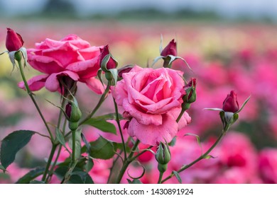 Pink Roses In Agricultural Field