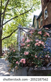 Pink Roses Along A Fence And Neighborhood Sidewalk With A Row Of Old Homes In Long Island City Queens