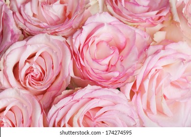 Fleur Rose Images Photos Et Images Vectorielles De Stock Shutterstock