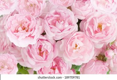79,236 Cream And Pink Roses Backgrounds Images, Stock Photos & Vectors ...