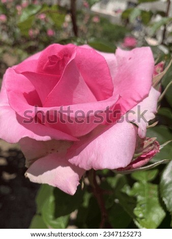 Pink roses. beautiful pink rose blossom, isolated. pink rose flower with green leaves. Summer in Crimea.