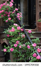 Pink Roses In Bloom On The Stair Railing Of A Brownstone Stoop In Brooklyn Heights, NYC