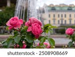 Pink roses bloom in the rose garden. Terry flowers of a bush English rose.