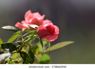 Pink roses blooming in Summer 