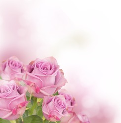 Pink rose and silk | Nature Stock Photos ~ Creative Market