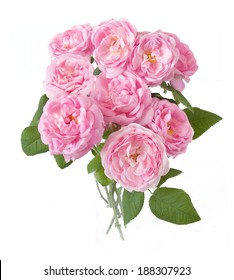 Pink roses bunch isolated