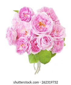 Pink roses bunch isolated