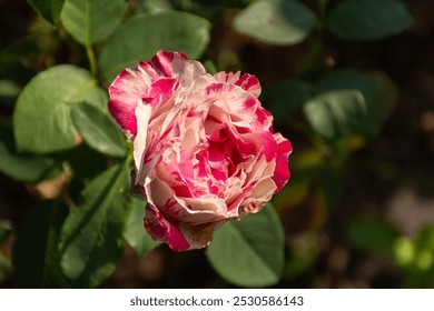 Pink roses close-up in the garden. A beautiful fragrant flower bloomed in a flower bed. Delicate rosebuds among green leaves. Growing on a private plot, the concept of gardening. Romantic flowers - Powered by Shutterstock