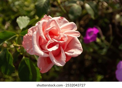 Pink roses close-up in the garden. A beautiful fragrant flower bloomed in a flower bed. Delicate rosebuds among green leaves. Growing on a private plot, the concept of gardening. Romantic flowers - Powered by Shutterstock