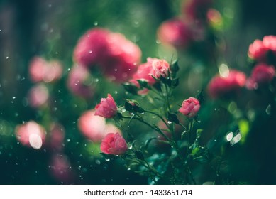 Pink roses with drops of water