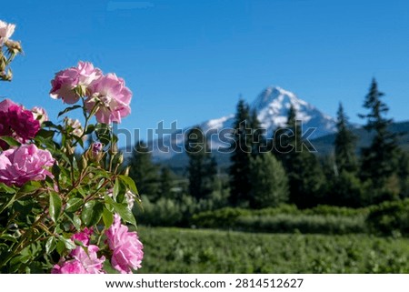 Pink roses frame a distant view of Mount Hood overlooking orchards in Hood River. A scenic agricultural landscape highlighting Oregon's fruit-growing region.