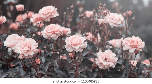 
Pink roses in the garden of pink roses. - Shutterstock ID 1138485923