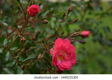 Planting Rose Images Stock Photos Vectors Shutterstock