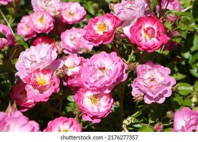 Pink roses (grade Pink Amorina, De Ruiter Innovations B. V.) in Moscow garden. Buds, inflorescence of flower closeup. Summer nature. Postcard with pink rose. Roses blooming. Pink flowers, rose blossom