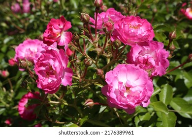 Pink roses (grade Pink Amorina, De Ruiter Innovations B. V.) in Moscow garden. Buds, inflorescence of flower closeup. Summer nature. Postcard with pink rose. Roses blooming. Pink flowers, rose blossom