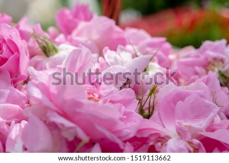 Pink roses harvested for making rose oil / Isparta Turkey