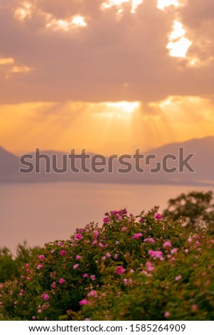 Pink roses harvested for making rose oil / Isparta Turkey, Pink rose fields on amazing sunset. Beautiful clouds over Egirdir lake