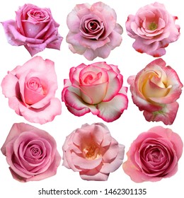 Collection Hand Drawn Pink Watercolor Roses Stock Illustration 729790918