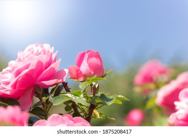 pink roses in house garden - Shutterstock ID 1875208417