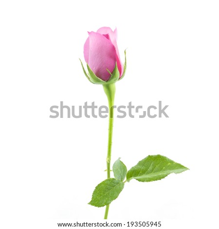 Pink roses Isolated on white background