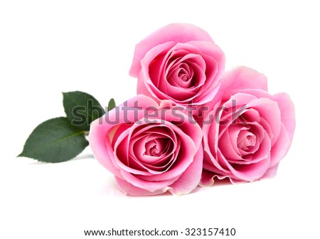 Pink roses isolated on white background