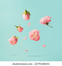 Pink roses levitating against blue background; Minimal spring or flower concept - Powered by Shutterstock