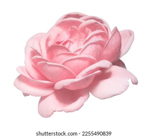 pink roses on a isolate white background with cutout.front view. - Powered by Shutterstock