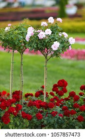 Pink Roses On A Trunk And Groundcover Red Roses In The Park