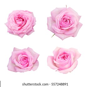 Pink roses on a white background, isolated photo.