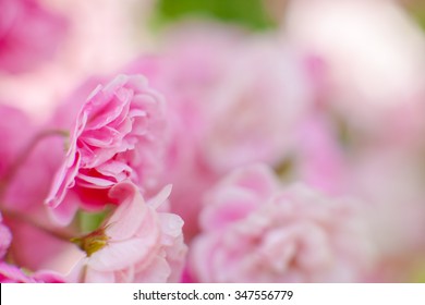 Pink Roses From The Portland Rose Garden