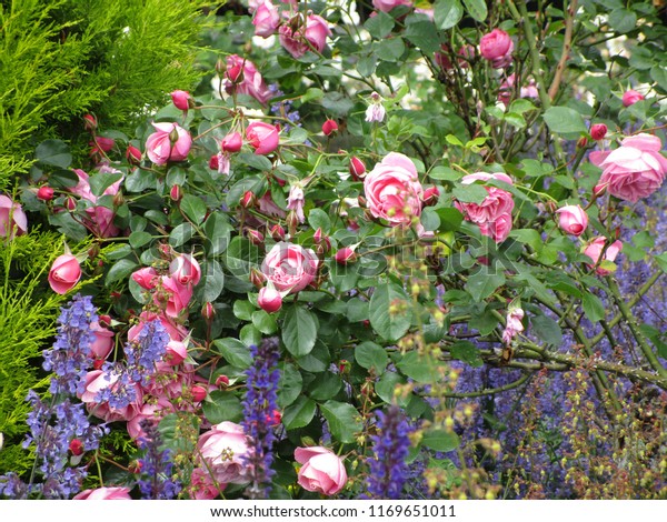 Pink Roses Queen Elizabeth Park Rose Stock Photo Edit Now 1169651011