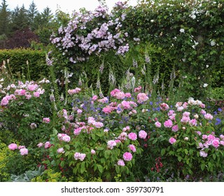 Pink Roses (Rosa) And Foxgloves (Digitalis) In An English Country Cottage Rose Garden In Devon, England, UK